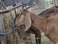 母山羊, Nubian Goat — 照片 2