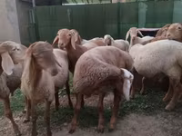 Ovan, Rhon sheep — fotografija 6