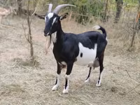 Коза, Toggenburg goat — фото 1