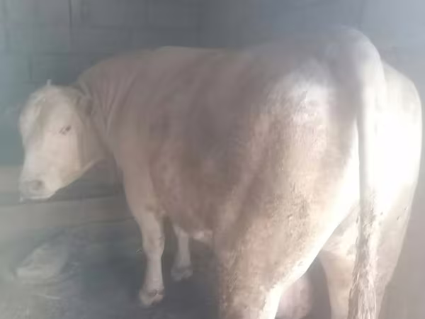 Bull, Auliyeatinskaya breed