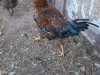 Chickens — Foto 8