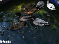 Ducks — fotografija 7