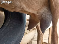Cabro, Alpine goat — foto 6