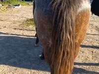 母马, Horses — 照片 4
