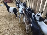 Billy Goat, Goats — photo 2