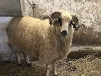 Ovan, Racka sheep — fotografija 5