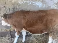 Krowa, Simmental cattle — zdjęcie 2