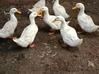 Američki pekin — fotografija 2