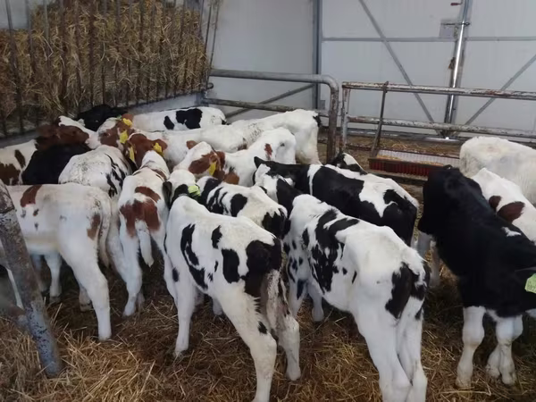 Bik, Russian Black pied cattle