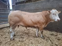 Bik, Blonde d’Aquitane cattle — fotografija 4