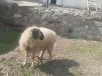 Widder, Blackheaded Persian sheep — Foto 2