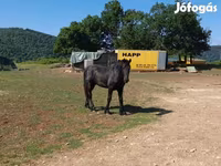 घोड़ा, Friesian — फ़ोटो 3