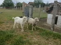 Bélier, Merino sheep — photo 2