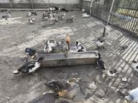 Ducks — Foto 4
