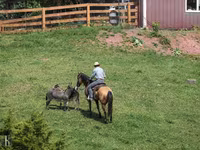 Pastuv, Quarter Horse — fotografija 4