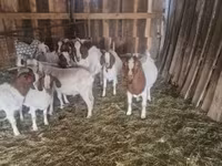 雄ヤギ, Boer goat — 写真 1
