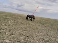 Madyan, Horse breed — foto 2
