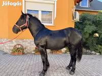 Pastuv, Hungarian horse breed — fotografija 6