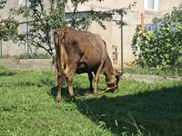 Cow, Swiss cattle — photo 4