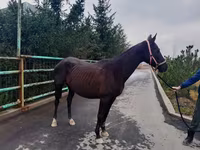 Kobila, Akhal-Teke — fotografija 4