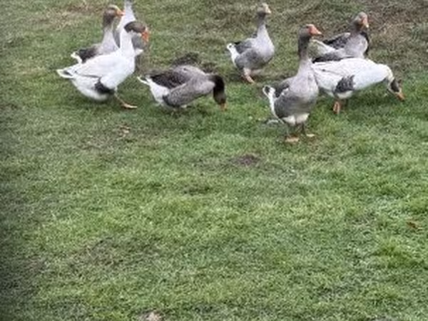 Geese