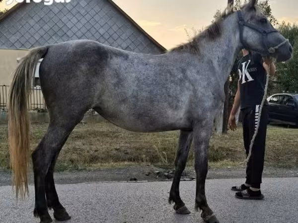 母马, Horses