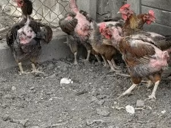 Chickens