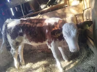 Cattle (batch, sex not specified), Simmental cattle — photo 1