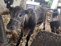Buqa, Simmental cattle — 4-rasm