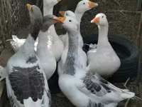 Geese — foto 1