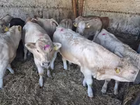 Byk, Charolais cattle — zdjęcie 3