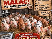 Porcs (lot, sexe non indiqué) — photo 1