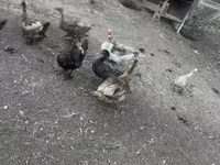 Ducks — zdjęcie 2