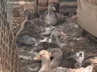 Geese — zdjęcie 1