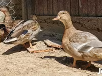 Ducks — الصورة 1