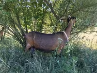 Taka, Alpine goat — 6-rasm