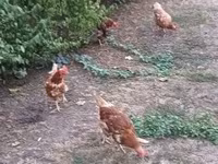 Chickens — الصورة 2