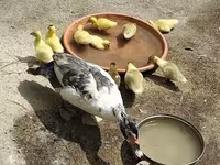 Ducks — Foto 3