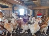 Chickens — Foto 4