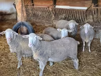 Baran, Merino sheep — zdjęcie 3