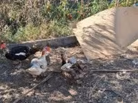 Ducks — Foto 6