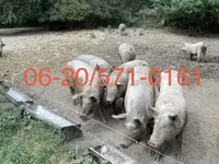 Säue, Schweine — Foto 1