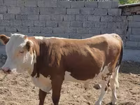 Bik, Swiss cattle — fotografija 3