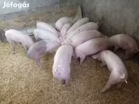 خنزيرة, Крупная белая — الصورة 2