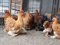 Pekin Bantam — zdjęcie 2