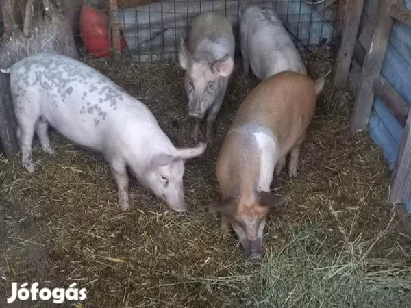 Vepar, Свиње