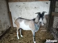 Cabro, Nubian Goat — foto 2