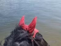 Cavalo, Hucul pony — foto 5