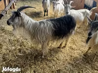 Ziege, Ziegen — Foto 1