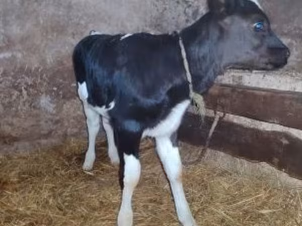 公牛, Russian Black pied cattle